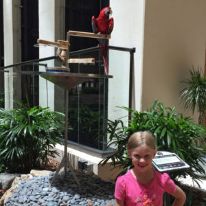 Hyatt Regency Grand Cypress Talking Parrot